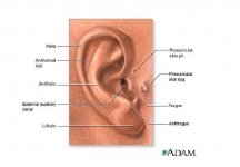 Ear.jpg