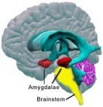 amygdala-brainstem.jpg