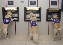 DogCashpoint.jpg