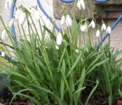 snowdrops.jpg