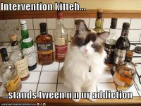 funny-pictures-intervention-cat-keeps-you-from-drinking.jpg