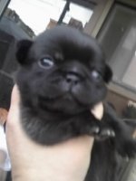 babypug.jpg