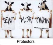 eat-mor-chicken-cows.jpg