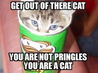 pringles-cat.jpg