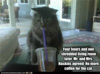 funny-pictures-cat-had-coffee.jpg