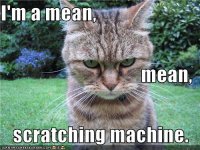funny-pictures-cat-is-mean.jpg