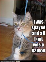 funny-pictures-cat-has-balloon.jpg