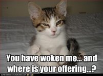 funny-pictures-cat-wants-offering.jpg