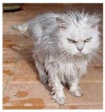 09_wet-kitteh1.jpg