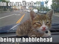 funny-pictures-kitten-is-bobblehead.jpg