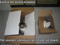 funny-pictures-cats-are-siblings.jpg