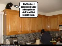 funny-pictures-cat-has-suspicions.jpg