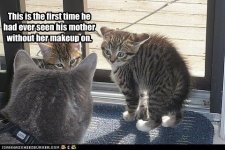 funny-pictures-kitten-sees-his-mother.jpg