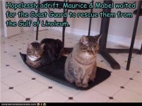 funny-pictures-cats-are-adrift.jpg