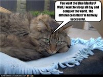 funny-pictures-cat-sleeps-on-blanket.jpg