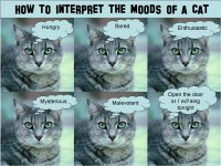 cat-moods.jpg