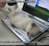 funny-pictures-kitten-crashed-laptop.jpg