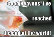 funny-pictures-fish-reaches-end-of-world.jpg