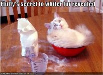 funny-pictures-cat-has-white-fur1.jpg