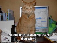funny-pictures-your-cat-is-disappointed-in-you.jpg