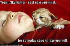 funny-pictures-yoda-cat-baby-sleeps.jpg