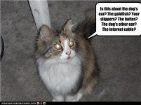 funny-pictures-cat-is-confused1.jpg