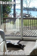 funny-pictures-your-cat-is-on-vacation.jpg