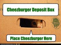 funny-pictures-cat-is-in-box.jpg