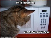 funny-pictures-cat-watches-his-favourite-show1.jpg