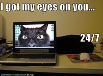 funny-pictures-your-cat-has-his-eyes-on-you.jpg