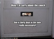 funny-pictures-cat-is-sorry-about-couch.jpg