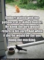 funny-pictures-cat-waits-for-bird.jpg