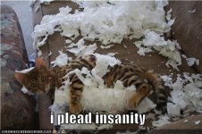funny-pictures-cat-pleads-insanity.jpg