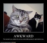 funny-pictures-cat-situation-is-awkward.jpg