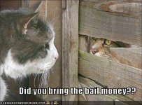 funny-pictures-cat-is-in-jail.jpg