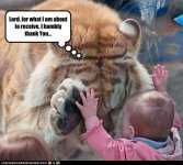 funny-pictures-tiger-says-thank-you.jpg