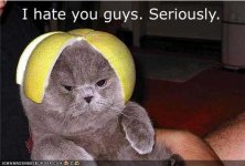 funny-pictures-cat-in-fruit-hat-is-serious.jpg