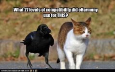 funny-pictures-cat-and-bird-are-not-compatible.jpg
