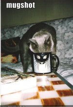 funny-pictures-your-cat-has-a-mugshot.jpg