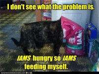 2b5ff_funny-pictures-cat-feeds-itself.jpg