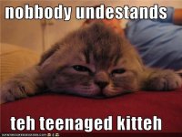 2296b_funny-pictures-kitten-is-misunderstood.jpg