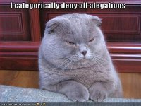 d2818_funny-pictures-cat-denies-allegations.jpg