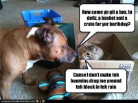 d3e17_funny-pictures-cat-has-birthday.jpg