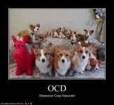 funny-dog-pictures-corgi-disorder.jpg