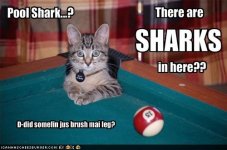 funny_pictures_cat_wonders_about_pool_sharks_SHARK_WEEK_2010-s500x331-82950-580.jpg