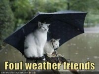 funny-pictures-cats-in-rain-are-friends.jpg