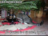 funny-pictures-cat-likes-drinking-out-of-the-tree-basin.jpg