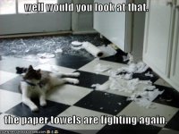 funny-pictures-cat-fighting-paper-towels.jpg