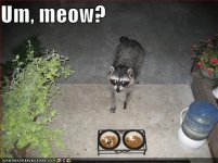 funny-pictures-raccoon-pretends-to-be-cat.jpg