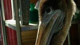 pelican-ralph110306_16x9_xtraxtralarge_1.jpg
